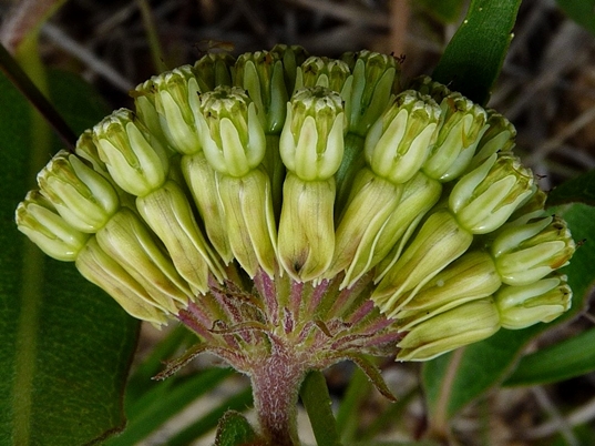 {Asclepias viridiflora}